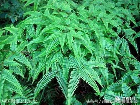 蕨 類 植物 代表 品種|三十二種蕨類植物介紹賞析